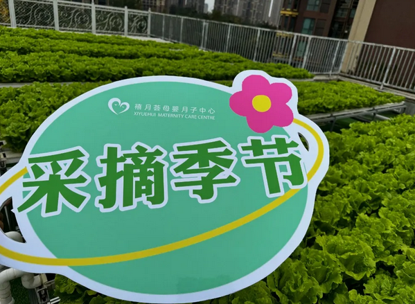 成都月子中心農場主|共享菜地，開啟有機坐月子生活